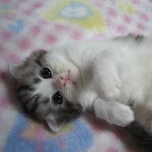 Meet your Posher, Iimephobia.